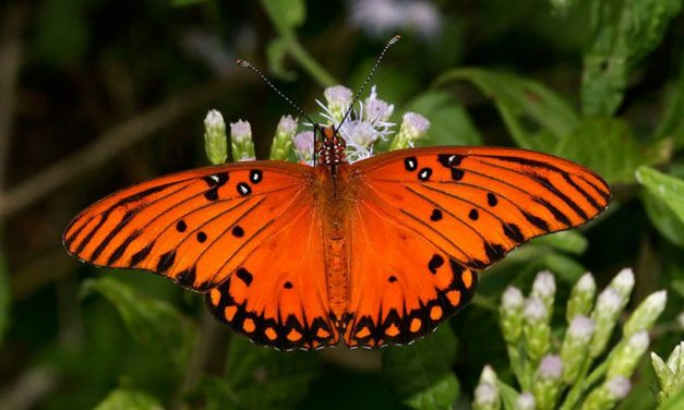 The Orange Butterfly